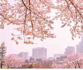 桜の写真