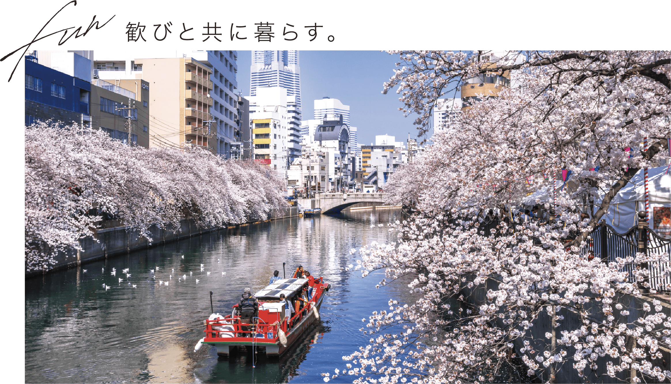 大岡川プロムナードの桜の写真